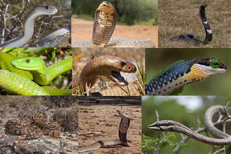 What is the deadliest snake in southern Africa? | Arachnoboards