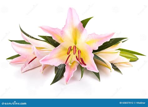 Pink lilies arrangement. stock photo. Image of color - 65837012