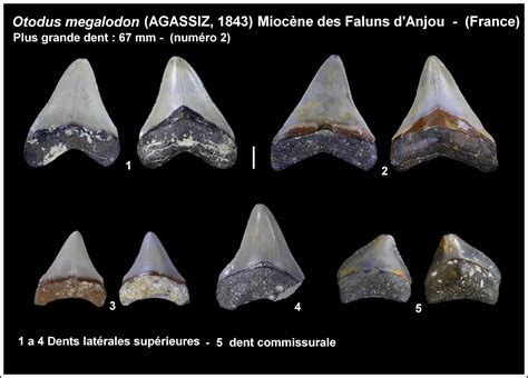 Otodus (Megaselachus) megalodon | Shark-References