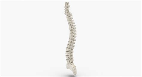 Human spine bones anatomy 3D model - TurboSquid 1607350