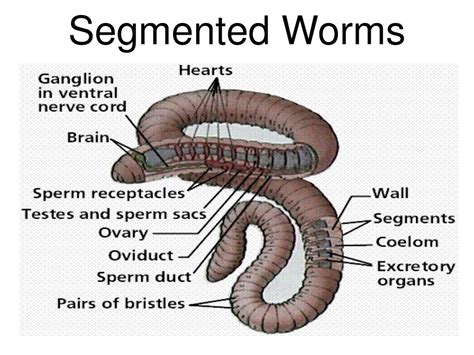 PPT - Marine Worms PowerPoint Presentation, free download - ID:664017