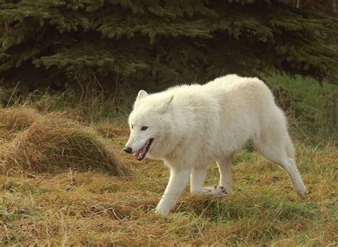 Arctic Wolf | Animal Wildlife