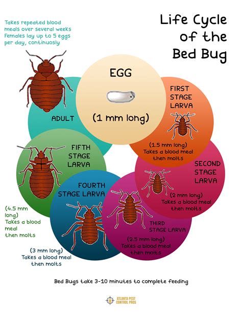 Life Cycle of the Bed Bug [INFOGRAPHIC]