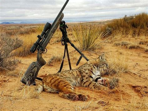 Arizona Predator Hunting Outfitters - AZ Predator Night Hunts, Guided ...