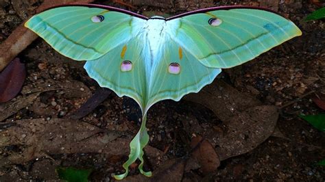 Canary Hill | Rare sighting of a Luna moth in Canary Hill forests ...