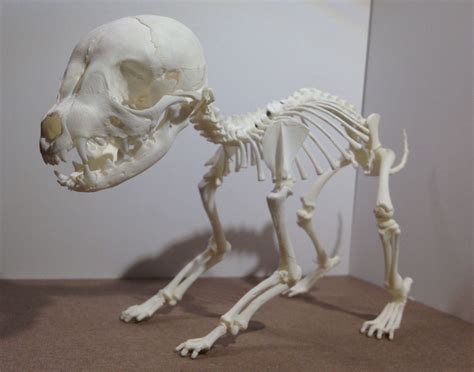 animal skeletons | Tumblr | Animal skeletons, Skeleton, Skull and bones