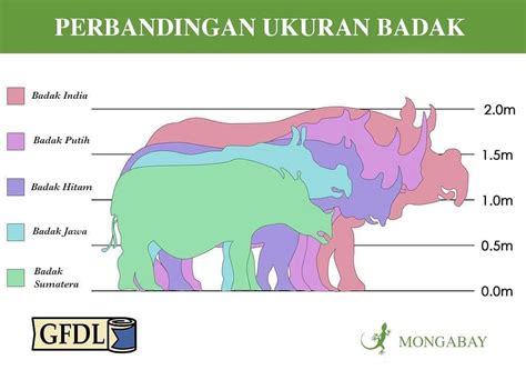 The Sumatran Rhino In 2020