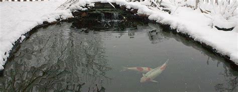 Tips For Koi Pond Caring During Winter | Tittac