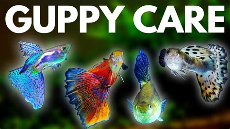 Guppy Fish Care: 10 Things You Should Know About Guppies ...