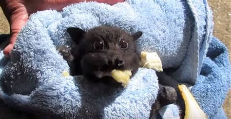 This rescued bat can't stuff quite enough banana into those ridiculous ...