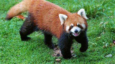 SBI Foundation and WWF India join hands for Red Panda Transboundary ...