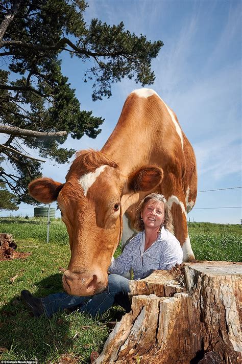 Big Moo, once Australia's biggest cow, dies after short illness | Daily ...