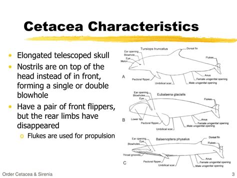 PPT - Marine Mammals PowerPoint Presentation, free download - ID:171776