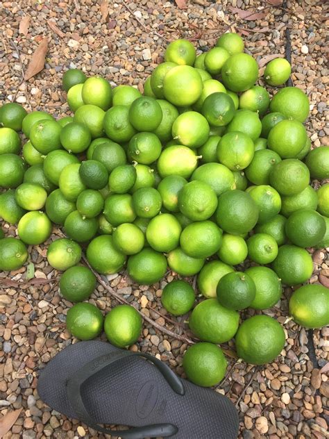 Few limes this morning QLD AUS #gardening #garden #DIY #home #flowers # ...