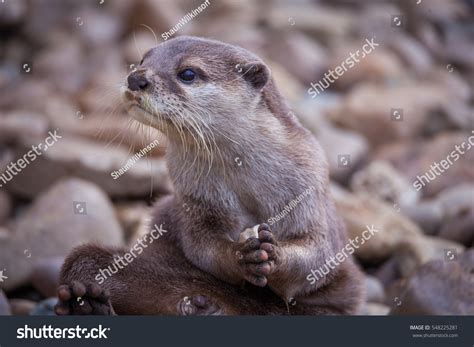 3,219 Otters otter play Images, Stock Photos & Vectors | Shutterstock