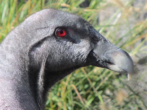 Andean Condor | An Andean condor in the conservation breedin… | Flickr