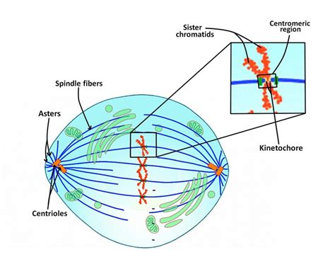 Mitotic Structures - Mitosis - MCAT Content