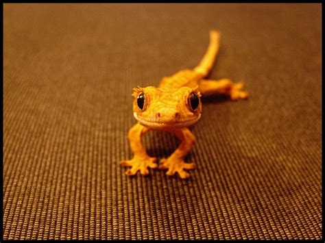 Eyelash Crested Gecko baby : aww