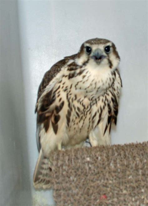 Ironside Bird Rescue, Inc.: Another baby falcon