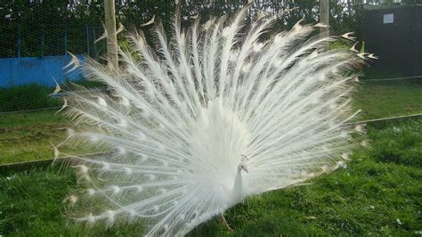 White Peacocks - Peacocks UK