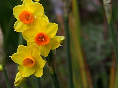 Narcissus (Daffodils, Jonquils, Narcissus, Paper White, Paperwhites ...