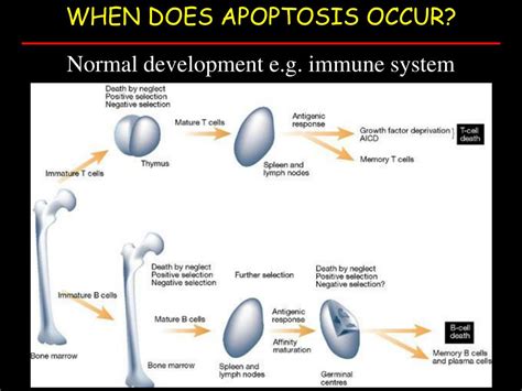 PPT - APOPTOSIS PowerPoint Presentation, free download - ID:3506471