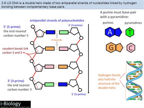 Dna Replication Drawing at PaintingValley.com | Explore collection of ...