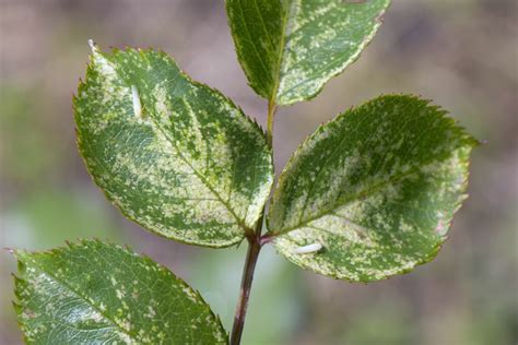 Rose leafhoppers: natural control - Plantura