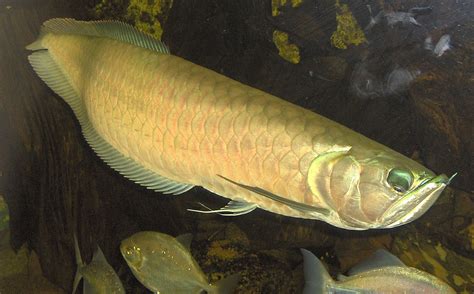 Arowana - Wikipedia