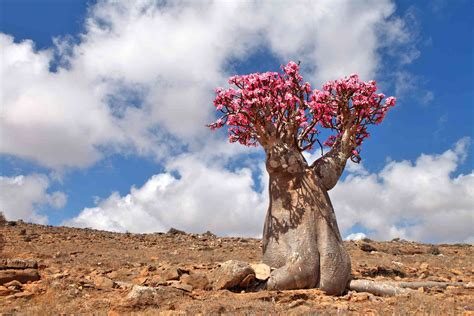 20 Amazing Desert Plants and Where to Spot Them Around the World