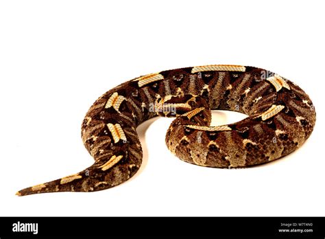 Rhinoceros viper (Bitis nasicornis), from Central Africa, captive, July ...