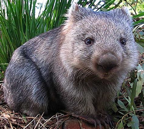 Wombat