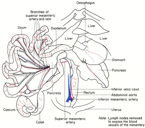 Rodent: Rodent Anatomy