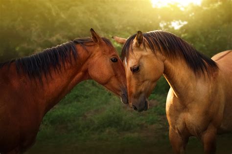 Download Animal Horse 4k Ultra HD Wallpaper