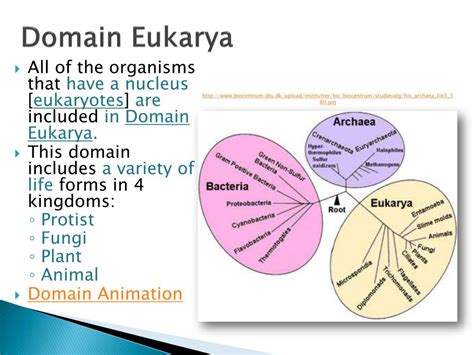 PPT - Unit 13 – Taxonomy PowerPoint Presentation, free download - ID ...