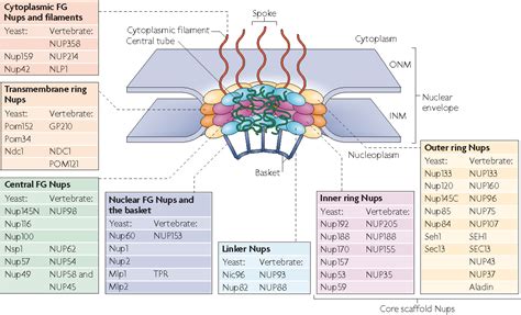 [PDF] The nuclear pore complex: bridging nuclear transport and gene ...