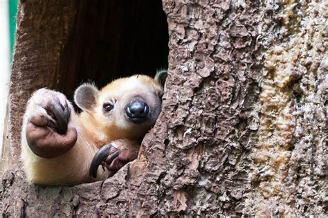 Southern tamandua | Cute animals images, Cute animals, Animals images