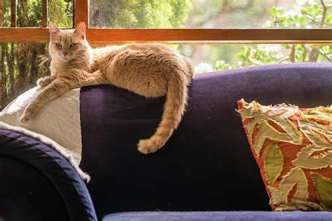 Cat on couch Photograph by Carlos Restrepo - Fine Art America