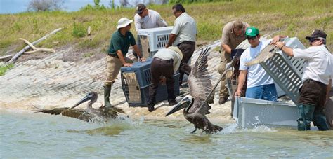 Pelican | Taxonomy, Habitat, Description, & Facts | Britannica