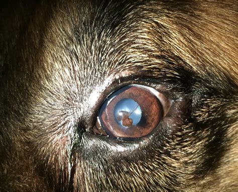 corneal-ulcer-in-dogs-treatment – Animal Eye Clinic