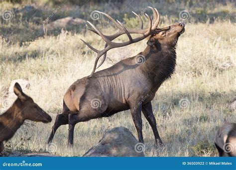 Big Bull Elk Scratching Self with Antlers Stock Photo - Image of pope ...