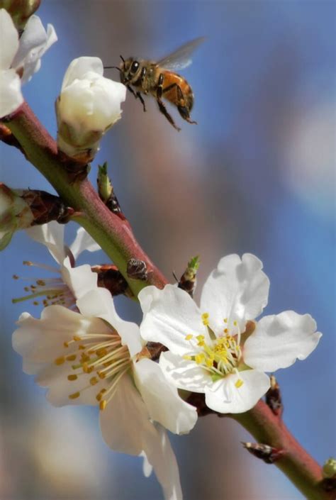 Pollination: The Bee’s Integral Link in Our Food Chain