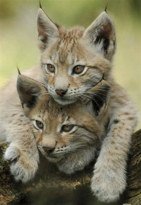 Lynx Cubs | Animals, Baby animals, Wild cats