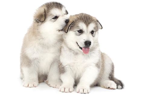 Alaskan Malamute Puppies For Sale In Arkansas