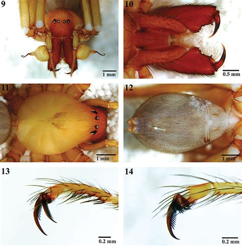 Spider Anatomy - Spiders: Biology and Biodiversity