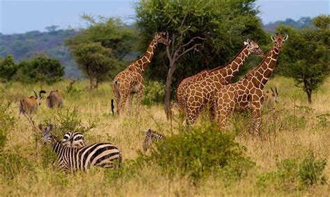 Animals in Maasai Mara - masai mara wildlife, kenya tours