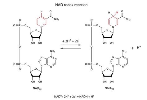 The chemical structures of NAD and NAD+. | Biochemistry, Brain ...