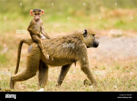 Olive baboon behavior hi-res stock photography and images - Alamy