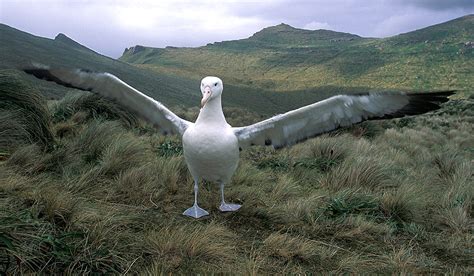 Wandering albatros feel upwind | Polarjournal