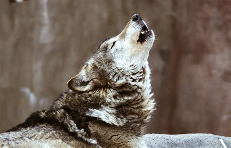 wolf howl - World Animal News